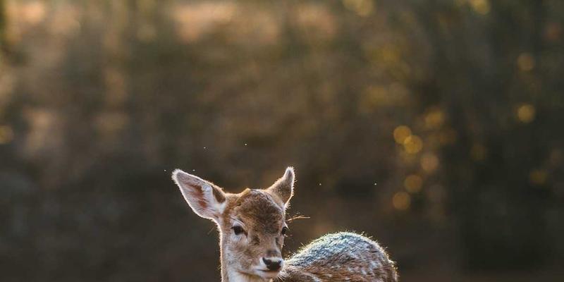 从健身服务到全面健康管理：如何通过专业运动指导实现健康进阶