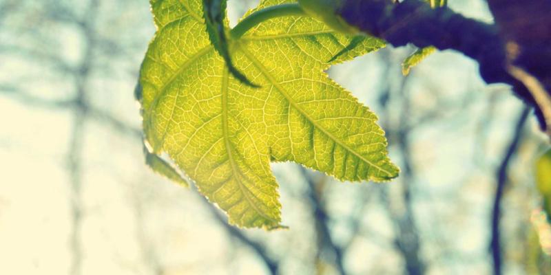 心血管疾病二级预防新路径：数字化远程监控与社区运动康复的整合设计